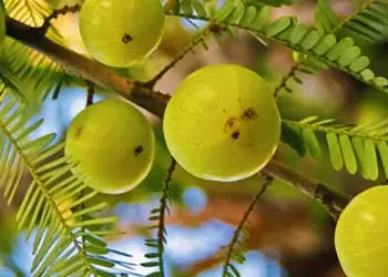 Amla