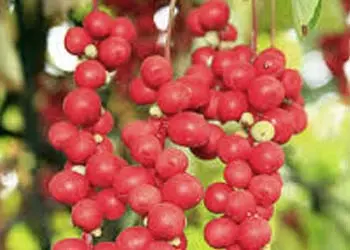 Schisandra